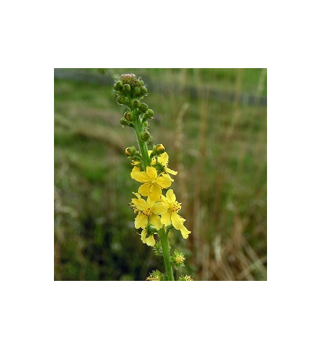 Agrimony Dried Ritual Herb