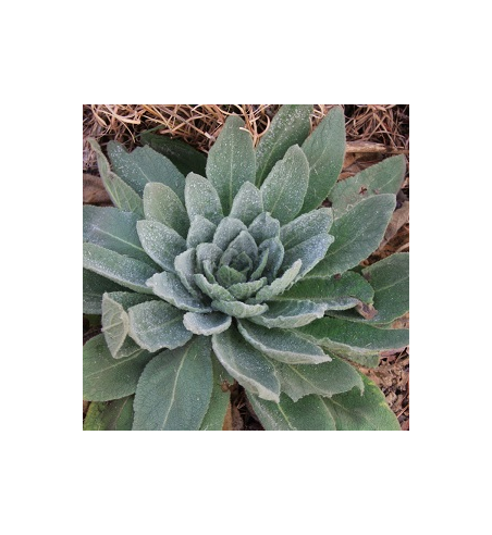 Mullein Dried Ritual Herb