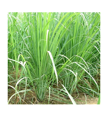 Lemongrass Dried Ritual Herb