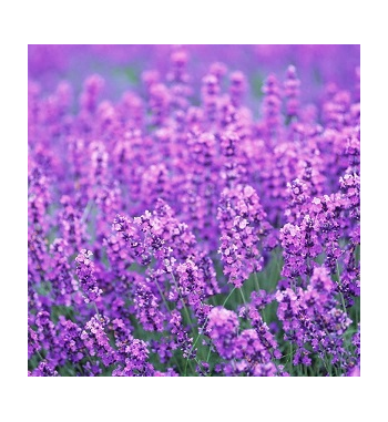 Lavender Dried Ritual Herb