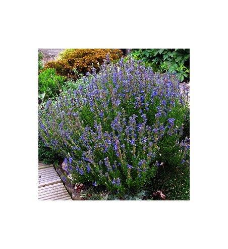 Hyssop Dried Ritual Herb