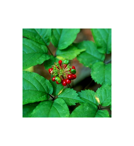 Ginseng Root Dried Ritual Herb