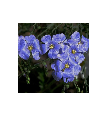 Flax Seed Dried Ritual Herb