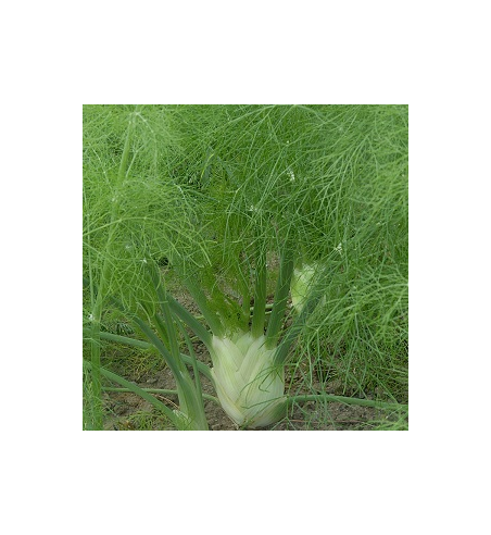 Fennel Seed Dried Ritual Herb