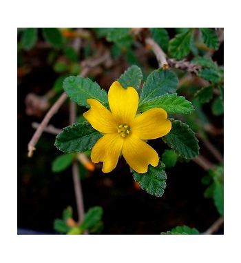 Damiana Dried Ritual Herb