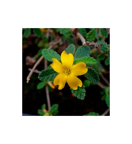 Damiana Dried Ritual Herb