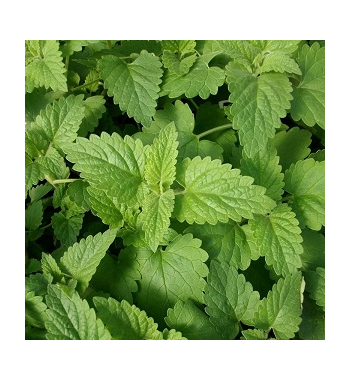 Catnip Dried Ritual Herb