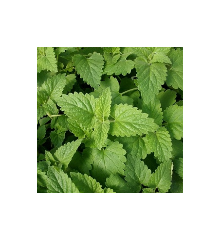 Catnip Dried Ritual Herb