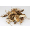 Beth Root Dried Ritual Herb