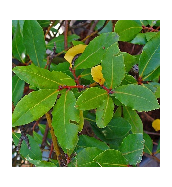 Bay Dried Ritual Herb