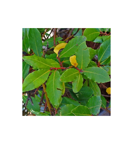 Bay Dried Ritual Herb