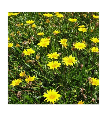 Arnica Dried Ritual Herb