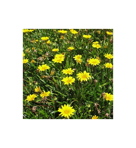 Arnica Dried Ritual Herb