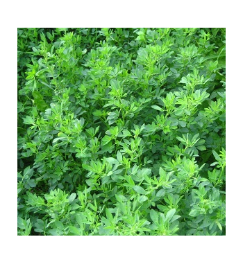 Alfalfa Dried Ritual Herb