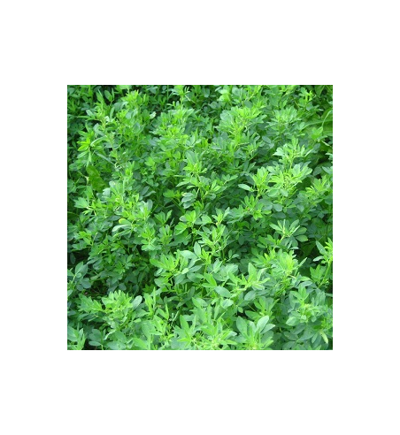 Alfalfa Dried Ritual Herb