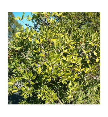 Bayberry Bark Dried Ritual Herb