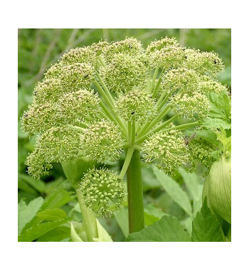 Angelica Root Dried Ritual Herb