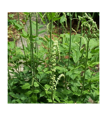 Black Cohosh Root Dried Ritual Herb