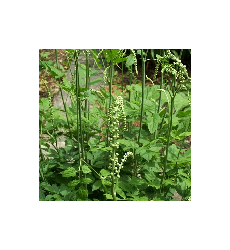 Black Cohosh Root Dried Ritual Herb