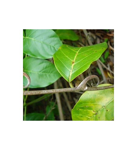 Cat's Claw Bark Dried Ritual Herb