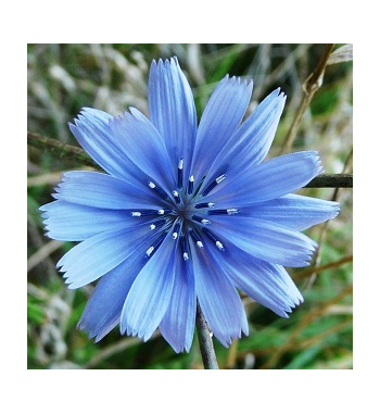 Chicory Root Dried Ritual Herb