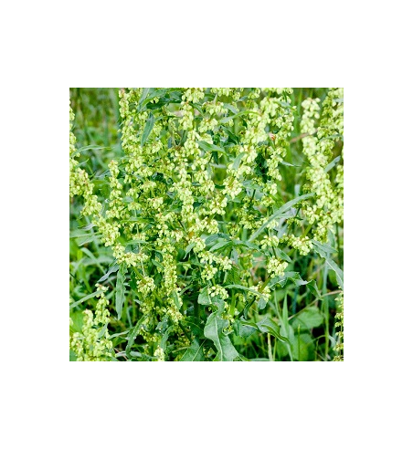 Yellow Dock Root Dried Ritual Herb