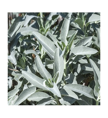 White Sage Dried Ritual Herb