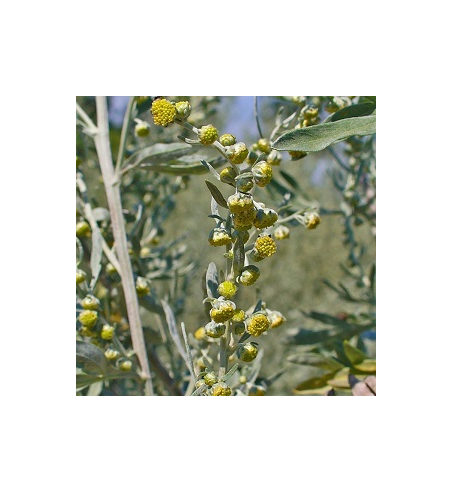 Wormwood Dried Ritual Herb