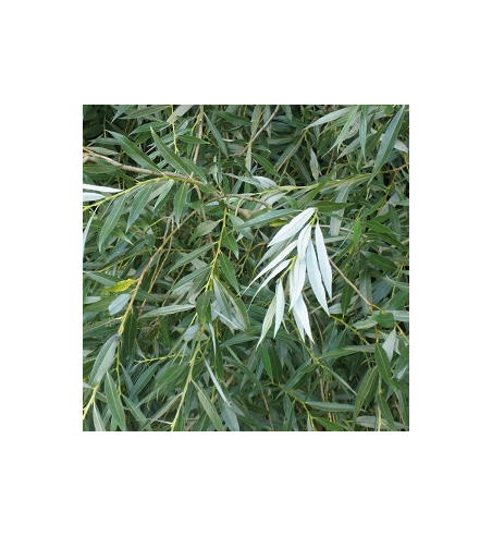 White Willow Bark Dried Ritual Herb
