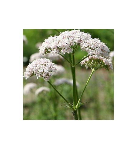Valerian Root Dried Ritual Herb