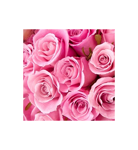 Rose Petals Pink Dried Ritual Herb