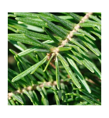 Balsam Fir Oil