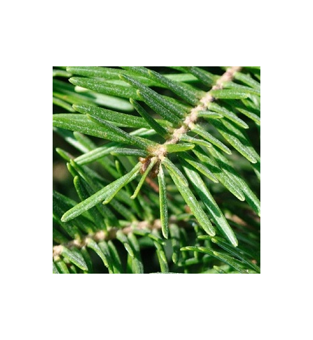 Balsam Fir Oil