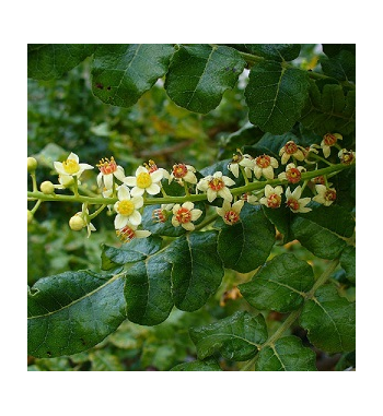 Frankincense Oil