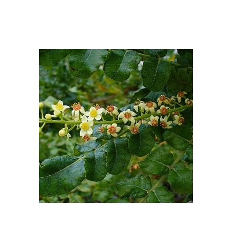 Frankincense Oil