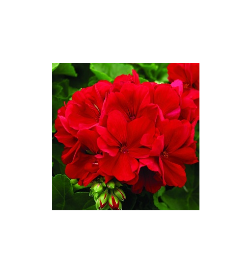 Geranium Oil Geranium Oil