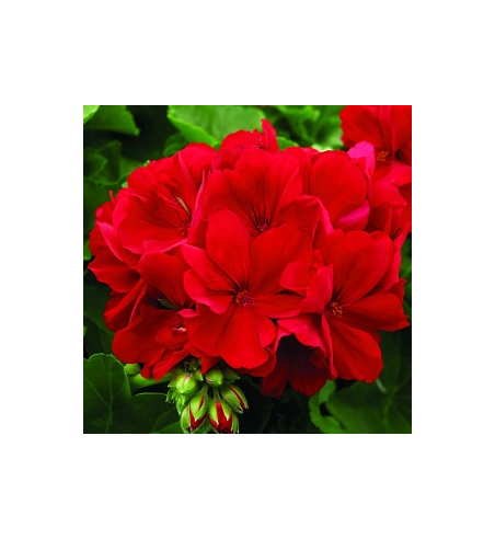 Geranium Oil
