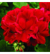 Geranium Oil