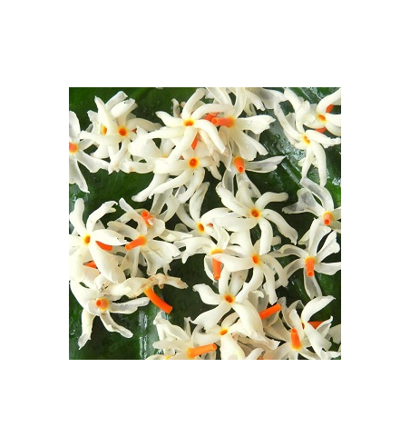 Night Jasmine Oil
