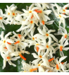 Night Jasmine Oil