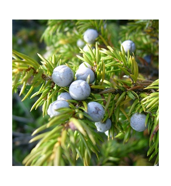 Juniper Oil