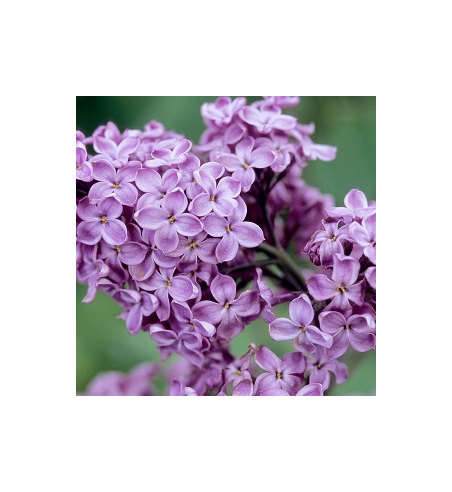 Lilac Incense