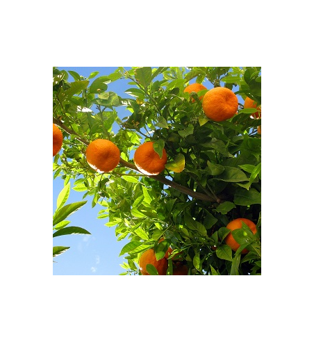 Orange Oil