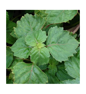 Patchouli Incense