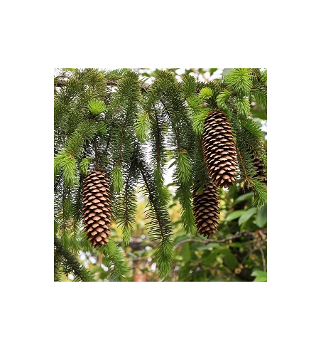Pine Oil