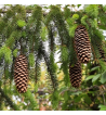Pine Oil