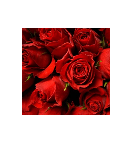 Rose Oil
