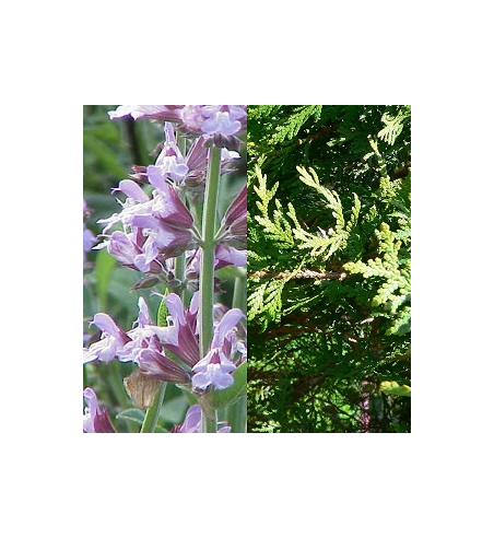 Sage & Cedar Incense
