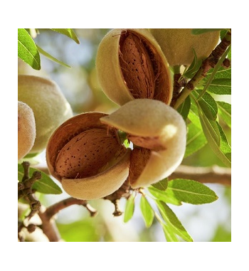 Almond Oil