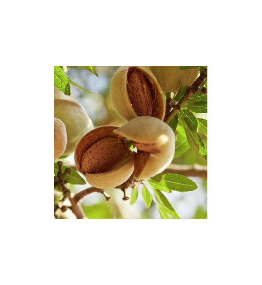 Almond Oil